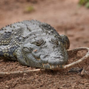 Nil Krokodille Chobe Nationalparken