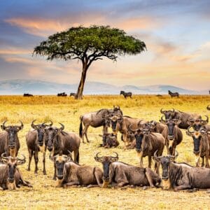 GreatMigrationHerdOfWildebeestsRestingAtMaasaiMaraNational