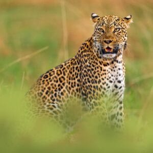 Leopard i Queen Elizabeth Nationalparken i Uganda