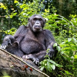 Voksen Chimpanse i Kibale Forest Nationalparken Uganda