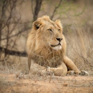 Han Løve I Greater Kruger
