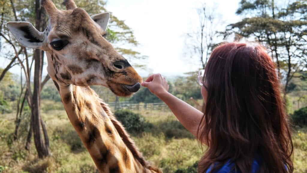 Giraf ved Giraffe Centre Nairobi Kenya