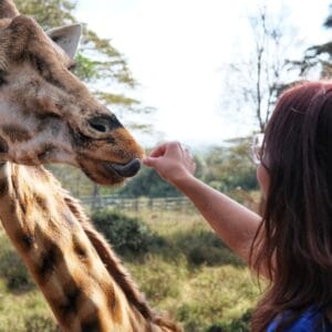 Giraf ved Giraffe Centre Nairobi Kenya