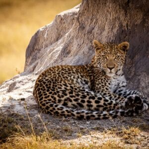 Leopard i Moremi Game Reserve Botswana