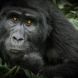 Portræt af Bjerg Gorilla i Bwindi Impenetrable Forest Nationalparken i Uganda