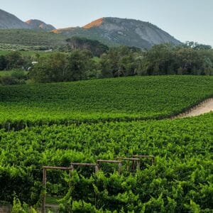 Flotte udsigt over en vingård i Stellenbosch