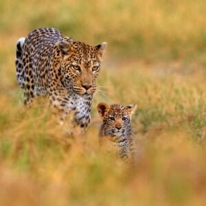 Leopard baby og mor i Moremi Game Reserve