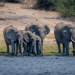 Elefant familie ved Chobe Floden