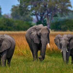 Elefant familie i Moremi Game Reserve