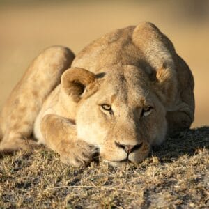 Hun Løve der slappe af i Moremi Game Reserve
