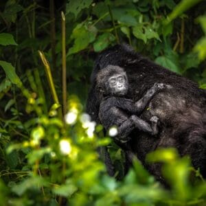 Bjerggorilla baby på mors ryggen i Bwindi Impenetrable Forest Nationalparken Uganda