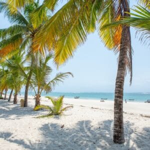 Diani Beach med palmer Mombasakysten Kenya
