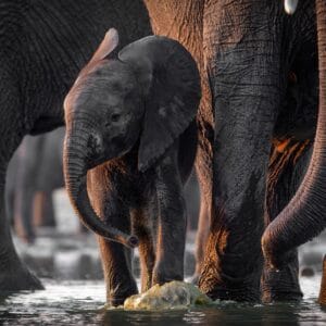 Baby Elefant i Hwange Nationalparken i Zimbabwe