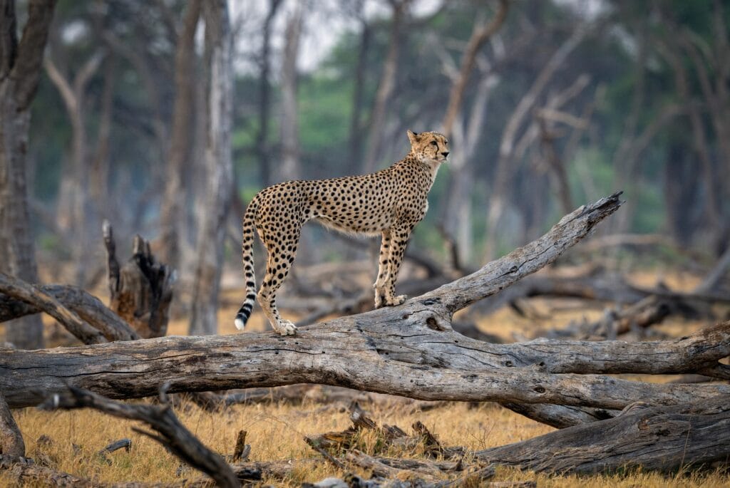 Gepard i skoven i Hwange Nationalparken i Zimbabwe
