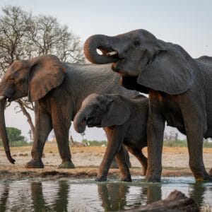 Elefanter drikker ved et vandhul i Hwange Nationalparken i Zimbabwe