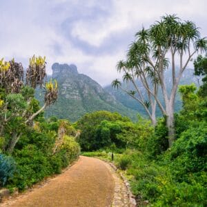 Kirstenbosch Botanisk Have Cape Town