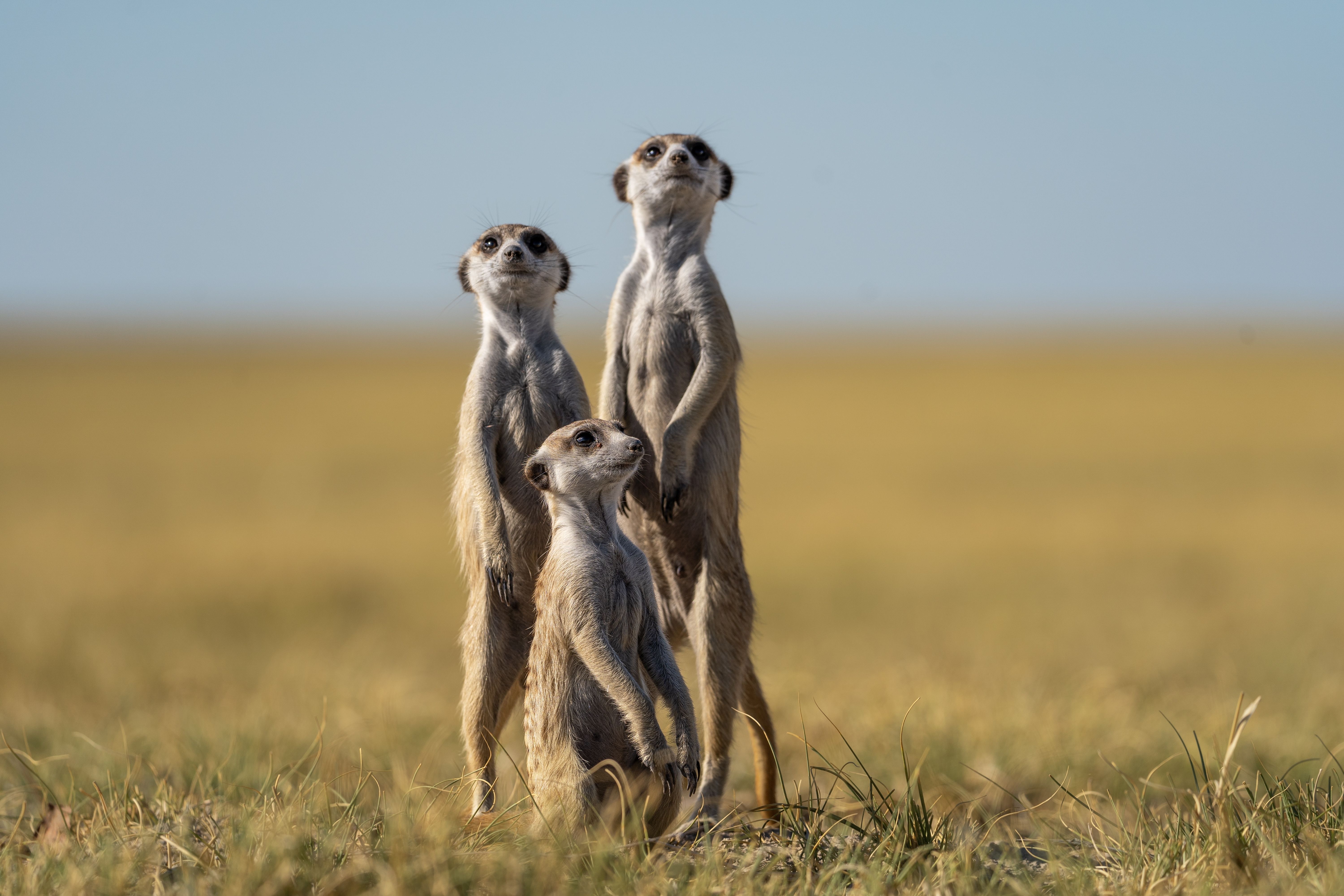 Surikat familie i Makgadikgadi Nationalparken » Tembo Safari Surikat familie i Makgadikgadi Nationalparken