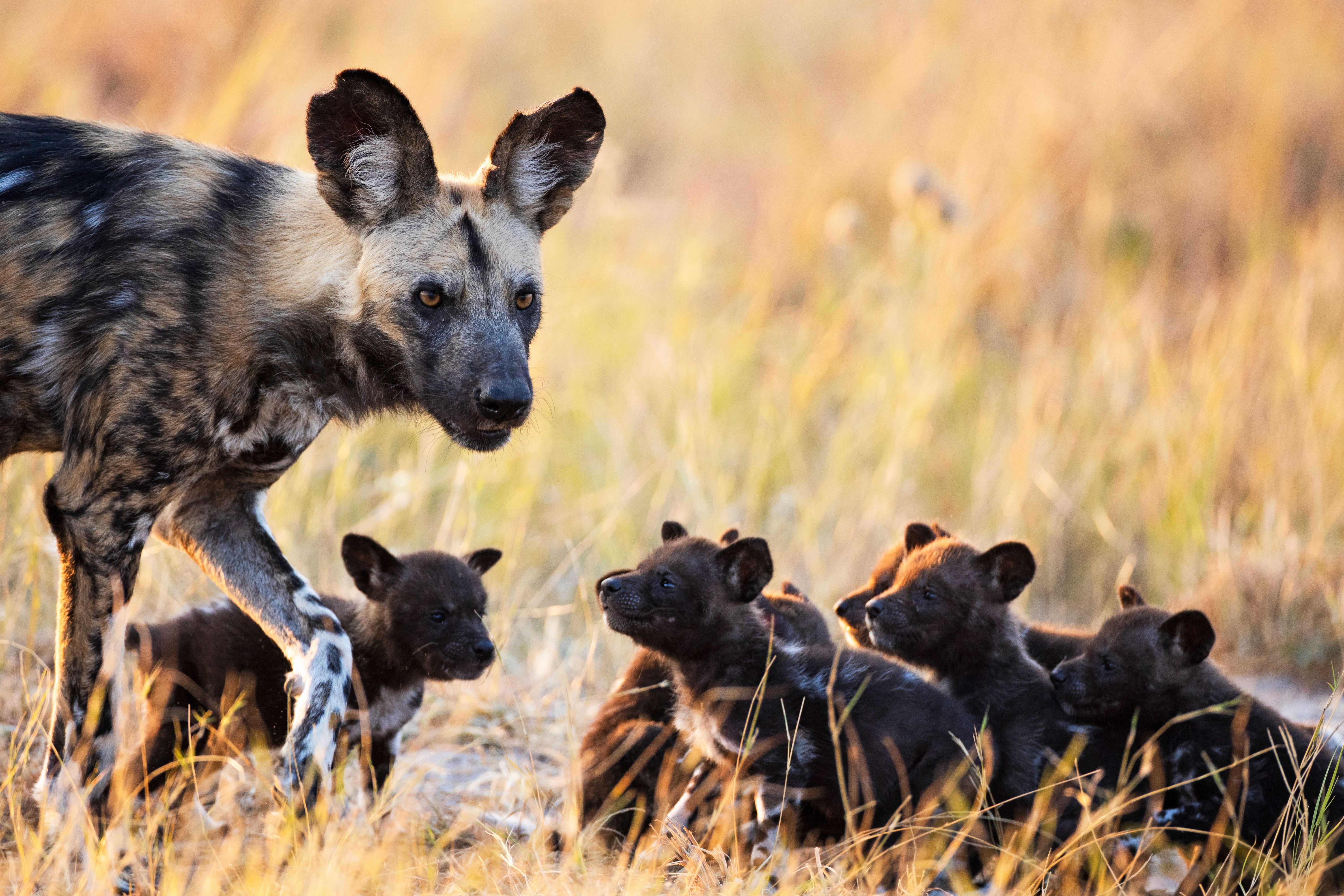 Afrikanske Vildhunde med babyer i Hwange Nationalparken i Zimbabwe