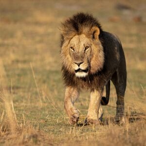 Han Løve I Moremi Game Reserve