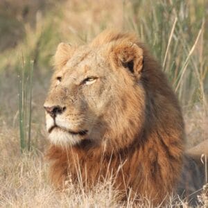 Han Løve I Greater Kruger Nationalparken