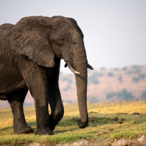 Elefant tyr på kanten af Chobe Floden