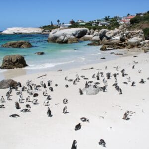 Mange Pingviner ved Boulders Beach i Cape Town