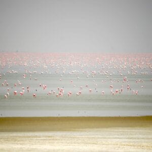 Flamingoerne på Makgadikgadi Pans i Botswana
