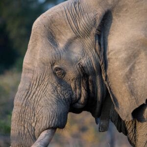 Portræt af en han Elefant i Kruger Nationalparken