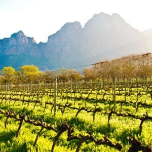 Udsigt over en vingård i Stellenbosch