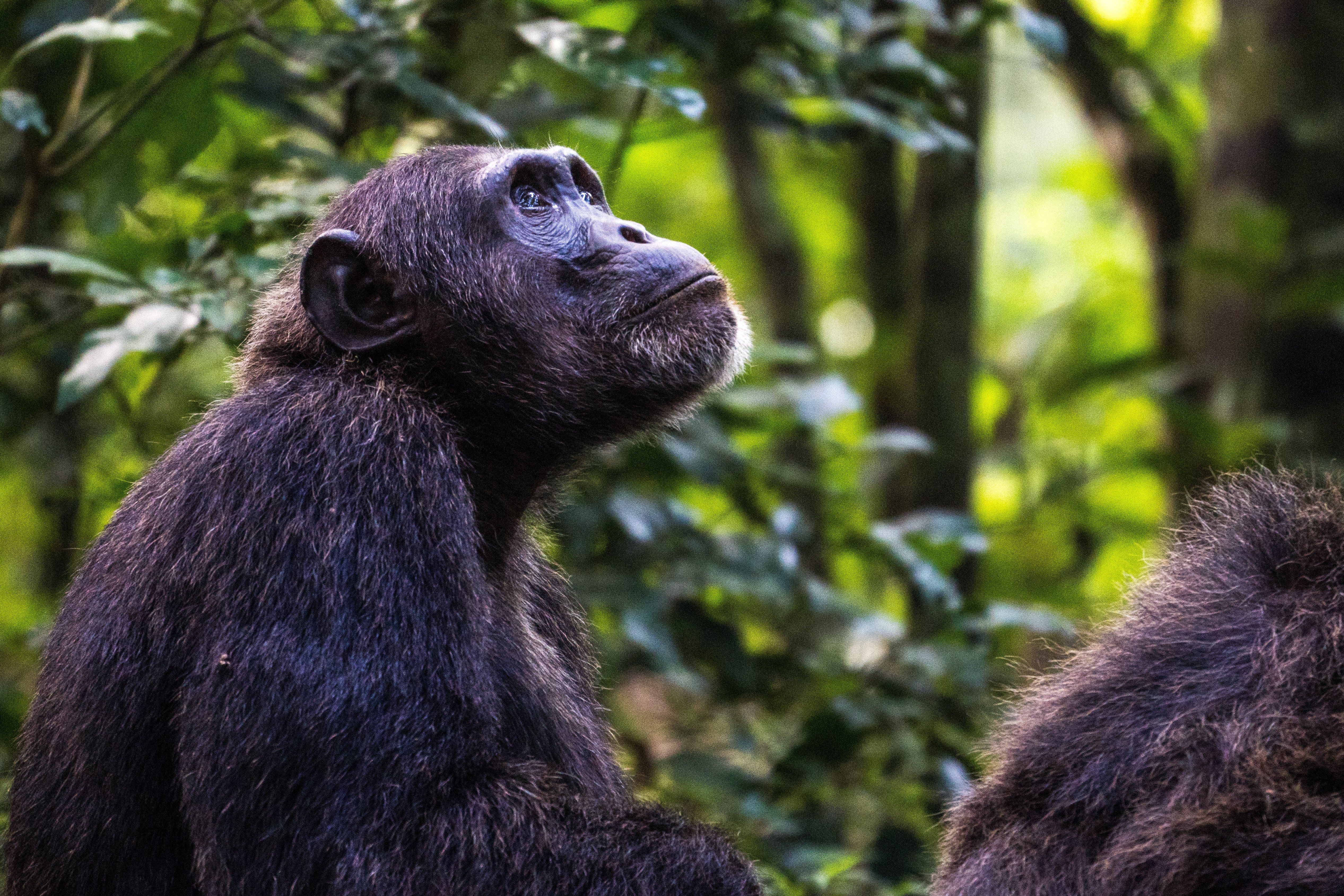 Chimpanse i Kibale Forest Nationalparken Uganda