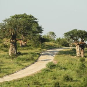 Boaobab Treer i Mapungubwe Nationalparken