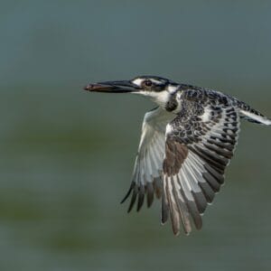 Isfugl i Lake Mburo Nationalparken Uganda