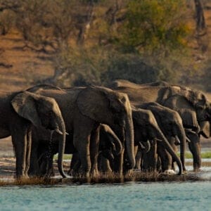 Elefant flok ved Chobe Floden i Chobe Nationalparken