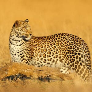 Leopard i Hwange Nationalparken