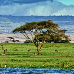 Lake Naivasha landskab i Kenya