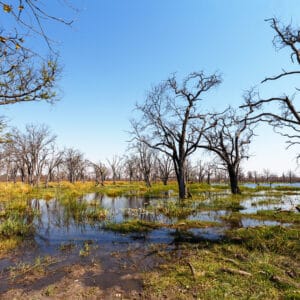Moremi Game Reserve landskab med treer i vanden