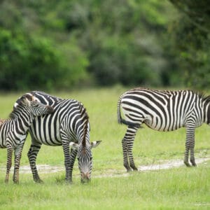 Zebra i Lake Mburo Nationalparken Uganda