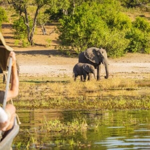 Båd safari på Chobe Floden med elefanten
