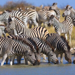 Zebra Migration i Makgadikgadi Pans Nationalparken Botswana