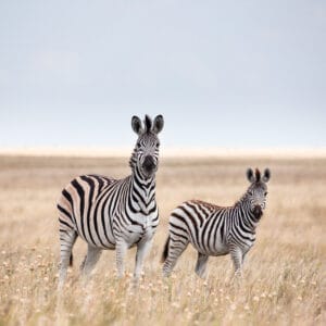 Zebras Migration i Makgadikgadi Pans National Park i Botswana