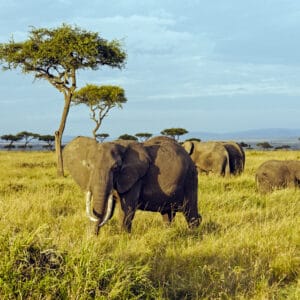 Elefanter i Masai Mara National Reservatet Kenya