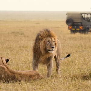 Han og hun Løve foran en Safaribil i Masai Mara i Kenya