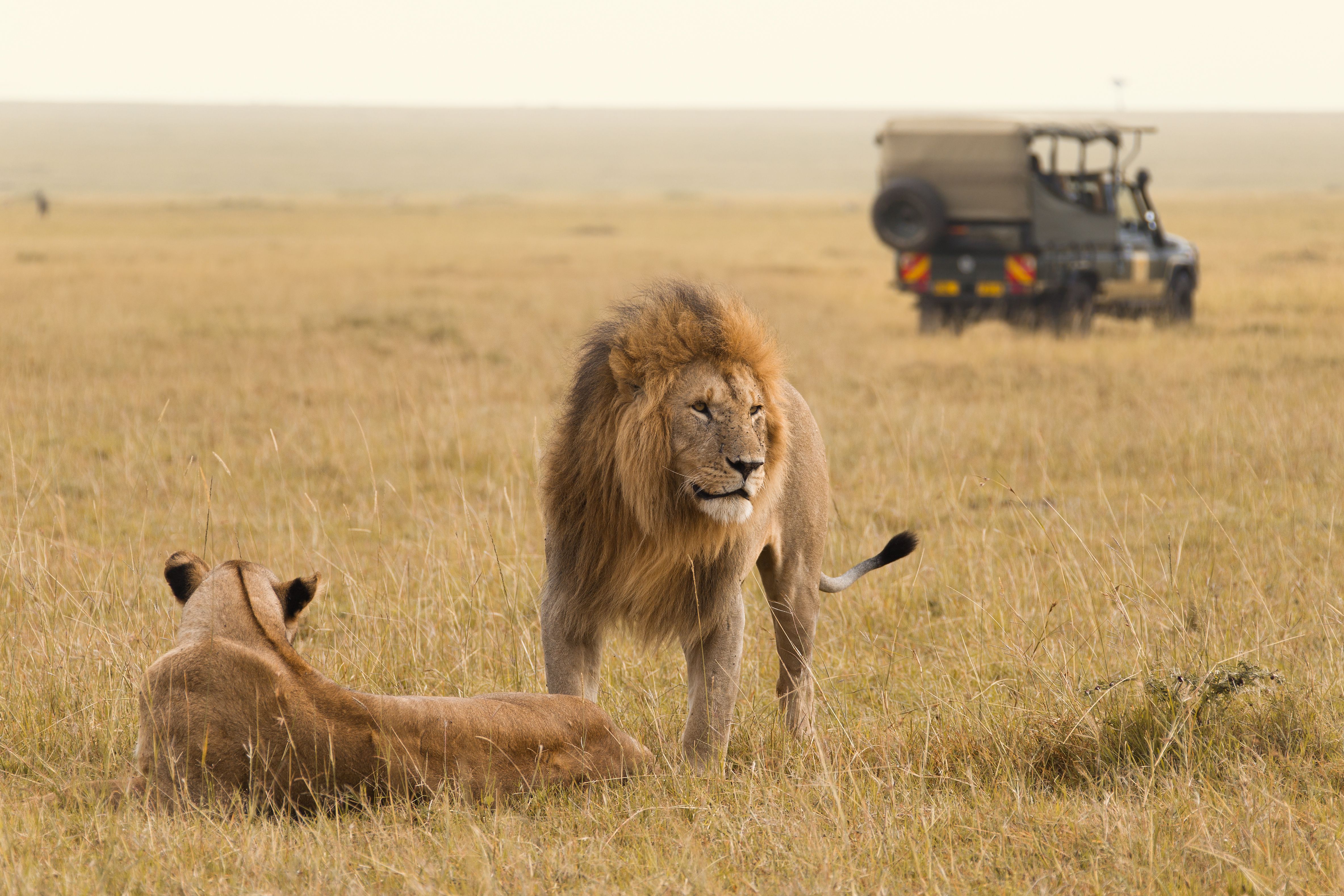 Han og hun Løve foran en Safaribil i Masai Mara i Kenya » Tembo Safari Han og hun Løve foran en Safaribil i Masai Mara i Kenya