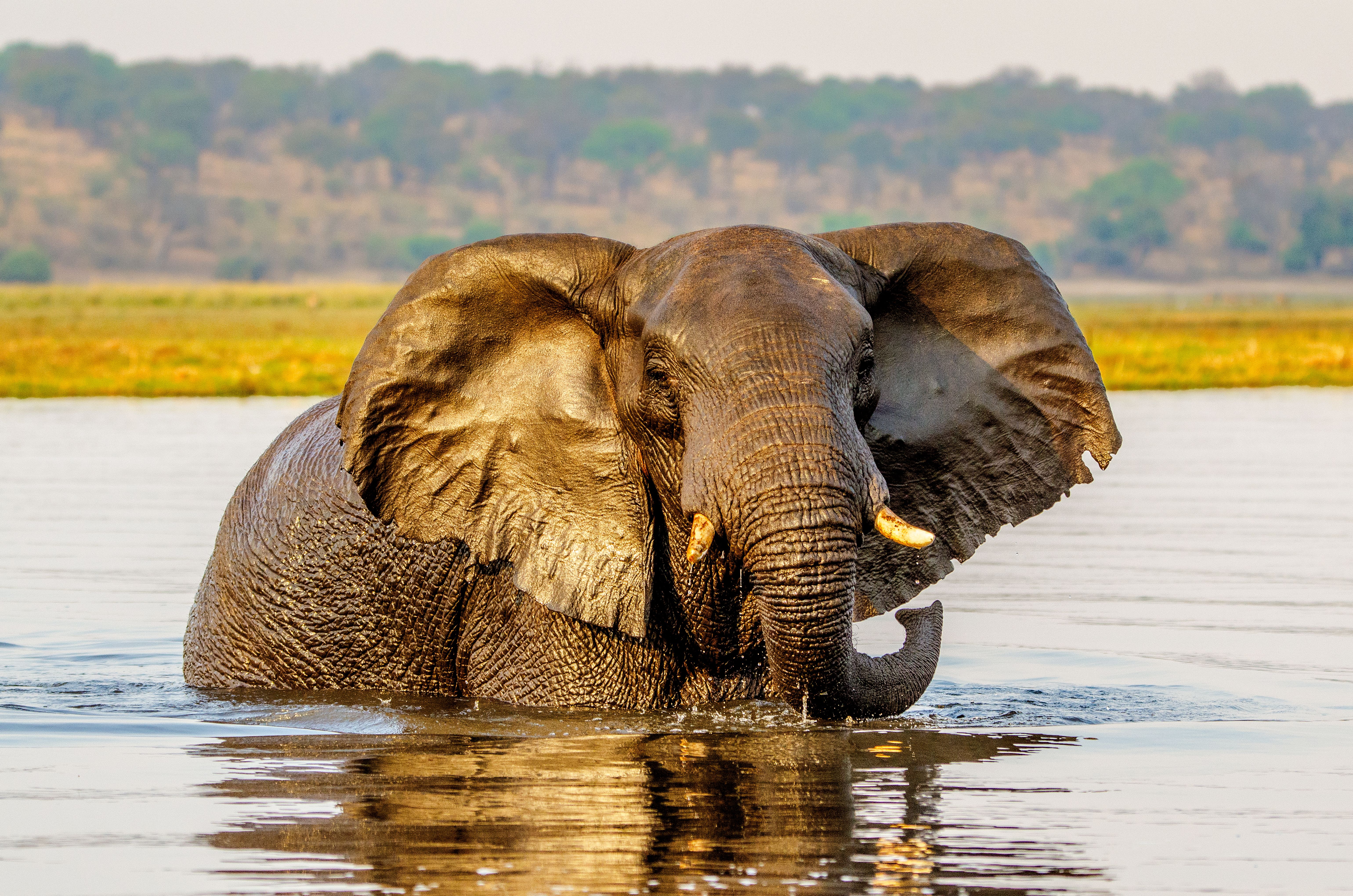 Elefant svømmer i Chobe Floden » Tembo Safari Elefant svømmer i Chobe Floden