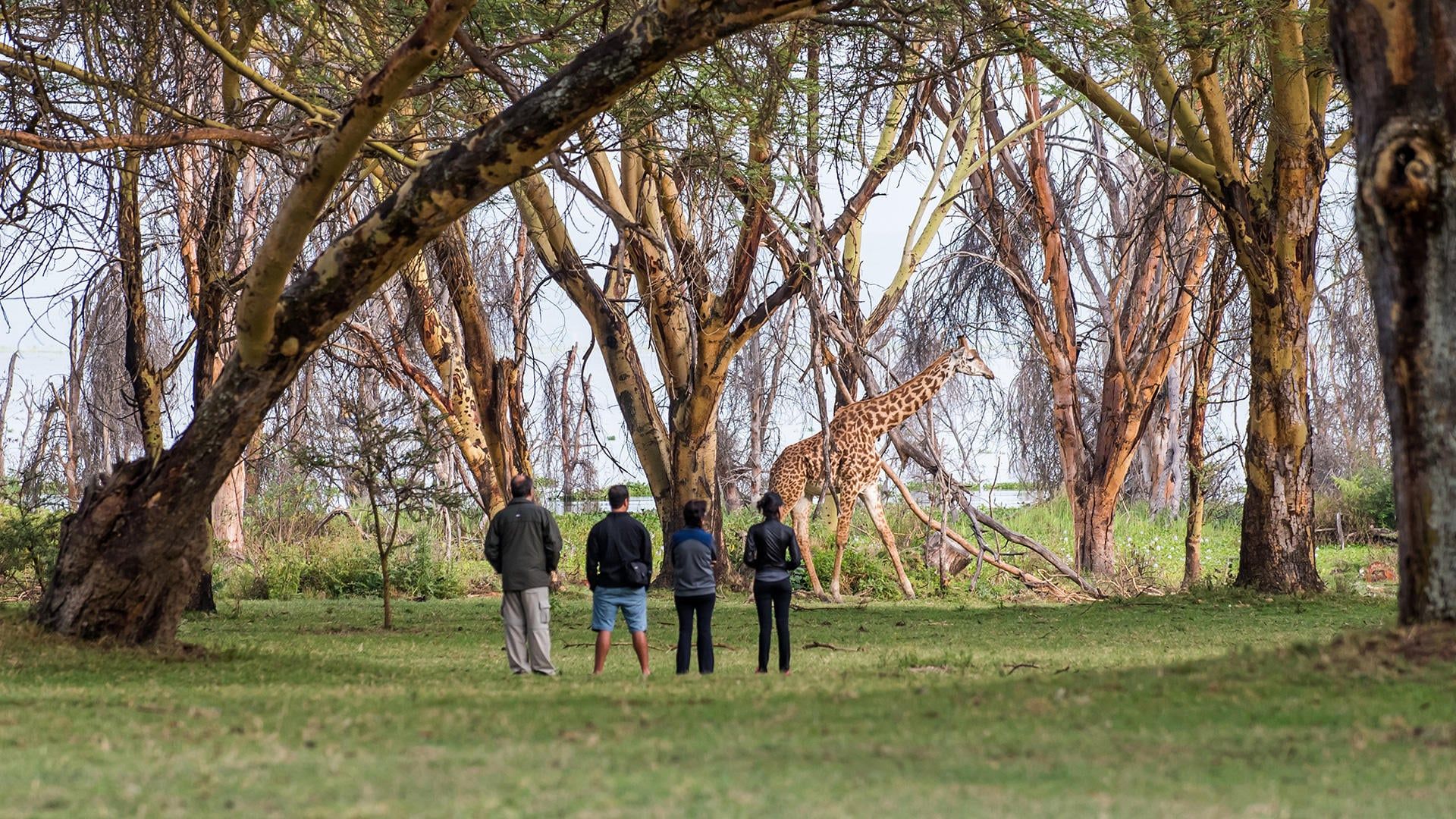 Nature Walks » Tembo Safari
