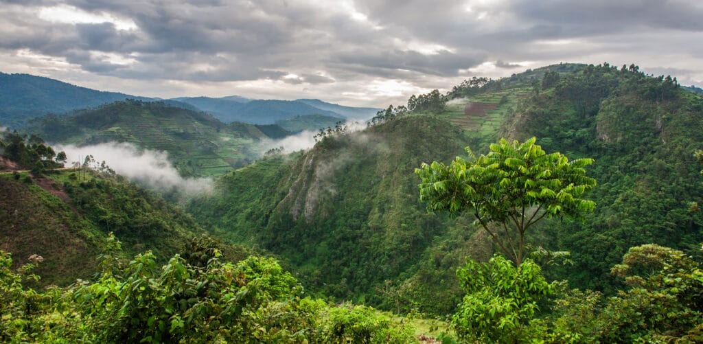 Udsigt over Bwindi Impenetrable Forest Uganda