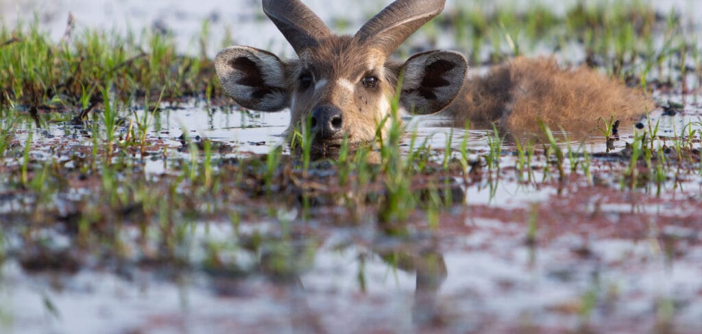 Top Billede Rejseblog Sitatunga