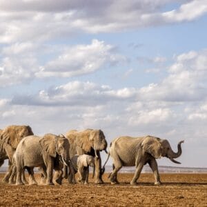 Elefant flokken i Amboseli Nationalparken