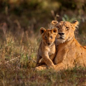 Hun Løve og baby i Greater Kruger