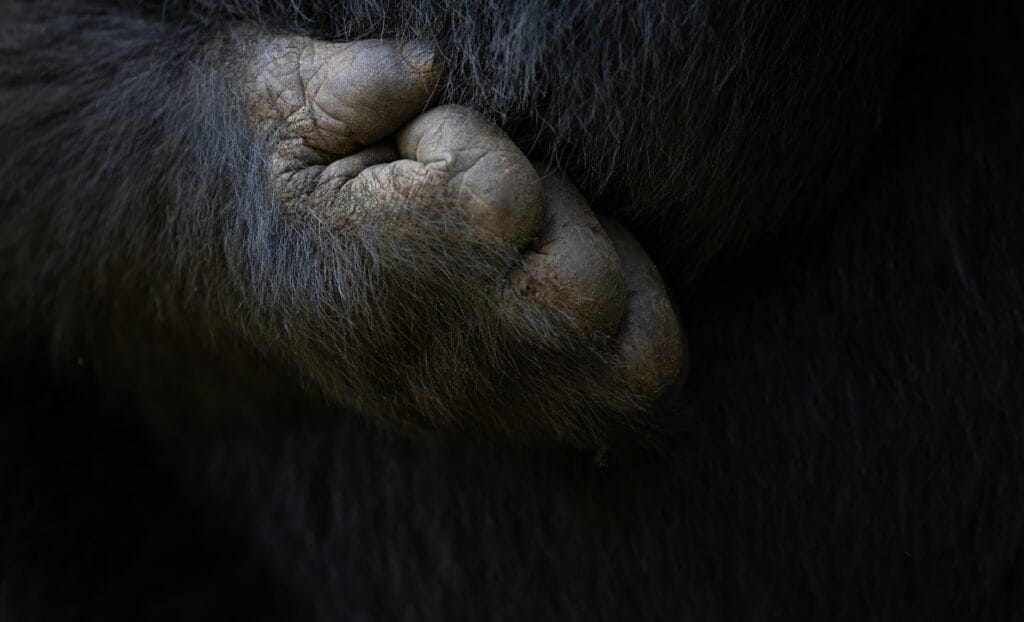 Top Billede Rejseblog Gorilla Trekking